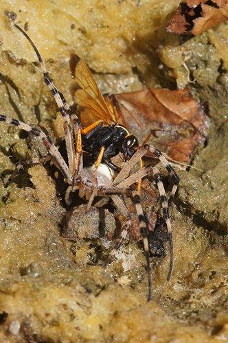 Batozonellus lacerticida